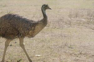 emu ostrich walking in the ostrich farm photo