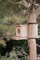 Bird feeder on a tree, coniferous forest photo