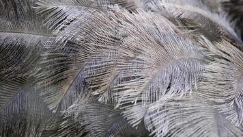 Close-up of ostrich feathers, showing details of the feather. Macro shot, texture photo