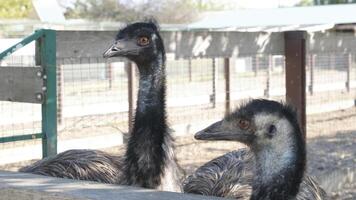 emu ostriches in the ostrich farm photo