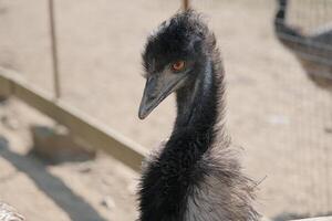 emu ostrich portrait in the ostrich farm photo