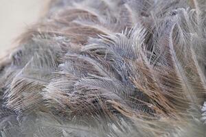 Close-up of ostrich feathers, showing details of the feather Macro shot, texture photo