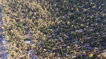 Sheregesh dense forest with mix of autumn foliage and first snow video