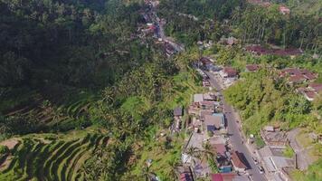 Aerial view of rice fields, palm trees, and jungle in Bali video