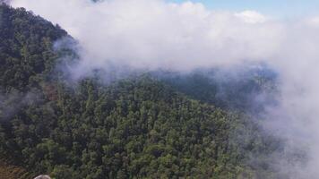 Aerial view of lush green valley with terraced fields in Lombok, Indonesia video