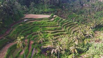 aerial view of stepped rice fields and palm trees in Bali video