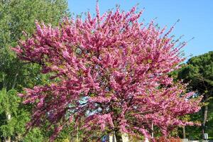 Blooming pink tree in spring park against blue sky. photo