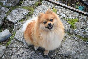 An adorable Pomeranian sits on a stone path outside. photo