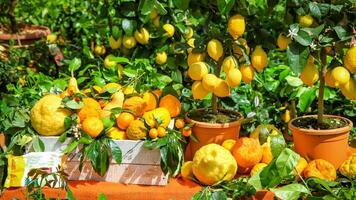 Fresh citrus and lemon trees in pots on a sunny market stall. photo