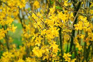 Bright yellow forsythia flowers bloom on spring branches. photo
