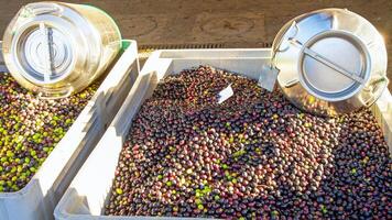 Freshly picked olives in boxes with metal containers for storing olive oil. photo