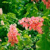Blooming pink chestnut flowers on tree in spring. photo