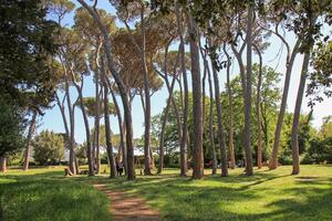 Sunny pine forest park with tall trees and people relaxing in the fresh air. photo
