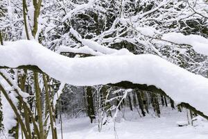 Winter forest with a thick layer of snow on trees and branches. A natural scene conveying the silence, peace and purity of nature after a snowfall. photo