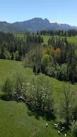 aéreo Visão do ovelha pastar dentro verde pastagens perto tatra montanhas dentro Primavera video