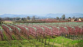 Spring blossom in the orchard. photo