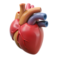 hypnotic signature Human heart anatomical model, with Transparent Background png