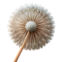 striking joyful rustic Hyper-specific, professional render, isolated cutout, photorealistic single, dandelion seed head with Transparent Background professional png