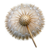 picturesque coastal Hyper-specific, professional render, isolated cutout, photorealistic single, dandelion seed head with Transparent Background gallery standard png