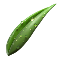 magnificent dreamy minimalist Photorealistic, ultra-detailed, isolated cutout of a single, wet, dew-covered blade of grass with Transparent Background 4K png