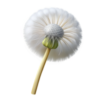 splendid nordic Photorealistic isolated cutout of a single dandelion seed head with delicate white fluff with Transparent Background authentic png