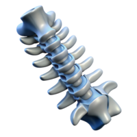 sumptuous urban Hyper-specific, concept art style, isolated cutout of a biomechanical spine, ultra-detailed professional render with Transparent Background refined png