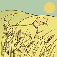 Yellow Lab Running in Wheat Field vector