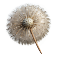 magnificent artistic Dandelion Seed Head Cutout Isolated genuine png