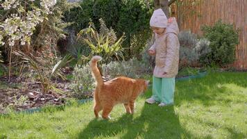 Little child feeding ginger cat in spring time garden video