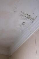 Vertical Serious mildew and mold problem on ceiling. Mold removal service. Affected roof from rain. photo