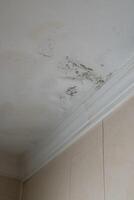 Vertical Serious mildew and mold problem on ceiling. Mold removal service. photo