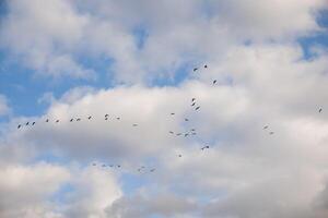 Birds fly in a V shaped wedge against a backdrop of scattered clouds. The sky displays a mixture of blue and white, highlighting the orderly flight pattern of the migration birds photo
