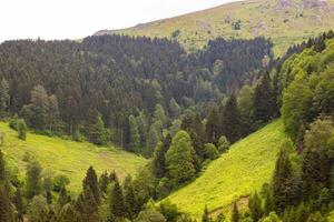 Forest covered hills and meadows in the summer photo