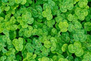 Patch of clover in the lawn photo