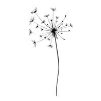 Minimalist Dandelion Seed Head Illustration On White Background For Graphic Design Elements vector