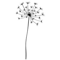 Dandelion Flower Silhouette Elegant Botanical Illustration Isolated On White Background Design Element vector