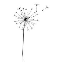 Silhouette Of A Dandelion With Seeds Blowing Away On White Background vector