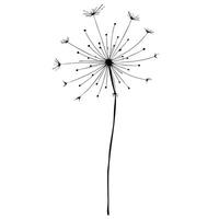 Silhouette Of Dandelion Seed Head With Simple Design Element For Floral Projects vector