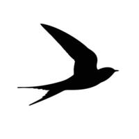 Silhouette Of Swift Bird Flying With Wings Spread On White Background vector