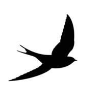 Silhouette Of Flying Swift Bird Illustration Isolated On White Background vector