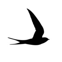 Black Swallow Silhouette Flying Illustration Graphic Design Element Isolated On White vector
