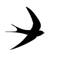 Silhouette Of A Swallow Bird In Flight Against A White Background vector