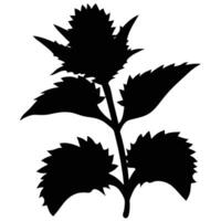 Silhouette Of A Botanical Plant With Spiky Leaves On A White Background vector