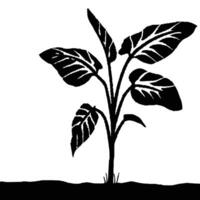 Black And White Calathea Plant Silhouette Isolated On White Background With Soil Graphic vector