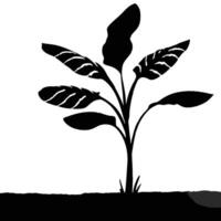Silhouette Of A Tropical Plant With Broad Leaves On A Black Background vector