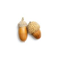 Two natural Acorns isolated on white background. Autumn time minimal concept. Fall harvest season, autumnal natural materials, dried seed oak tree. Trend top view flat lay, aesthetics fall photo