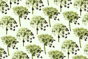 Nature umbrella flower of herb plant Dill or Heracleum, green color fon. Creative repeat pattern natural design, blooms of wild grass. Natural environment background, wallpaper, top view photo