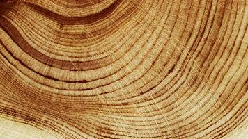 Macro banner of wood timber of juniper tree rings, natural geometric pattern, abstract nature background. Natural wooden organic textures, monochrome brown beige gradient color, earthy tones, above photo