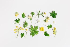 Floral flat lay with spring flowers and green leaves, square botanical pattern on white background, spring season nature still life, blooming wild flower top view, field plant, yellow blooms photo