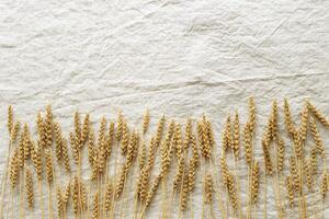 Top view dried ears of cereal crops, durum wheat grain crop on beige color textile background with copy space. Flat lay with ears of wheat on table, minimal still life, harvest concept photo